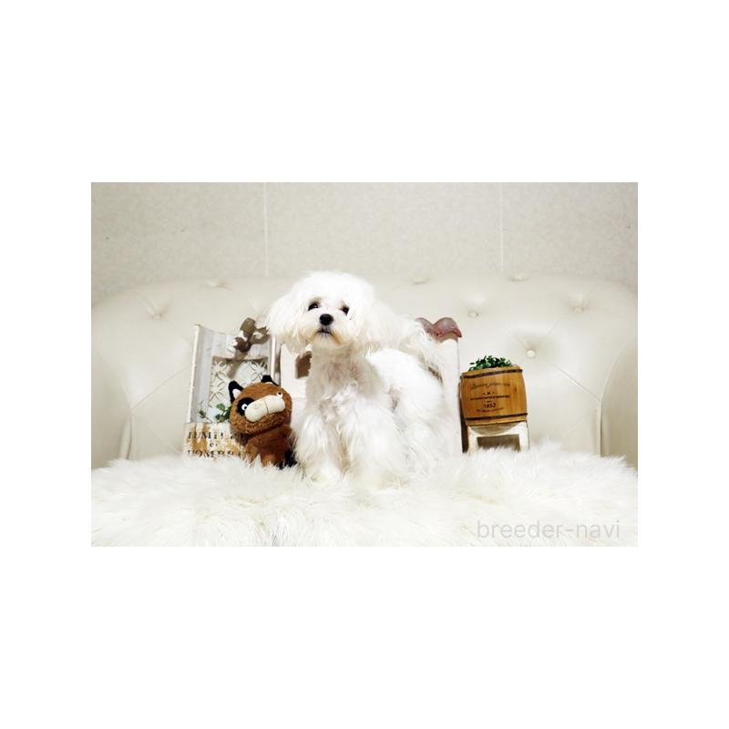 成約済の佐賀県のマルチーズ-404431の3枚目