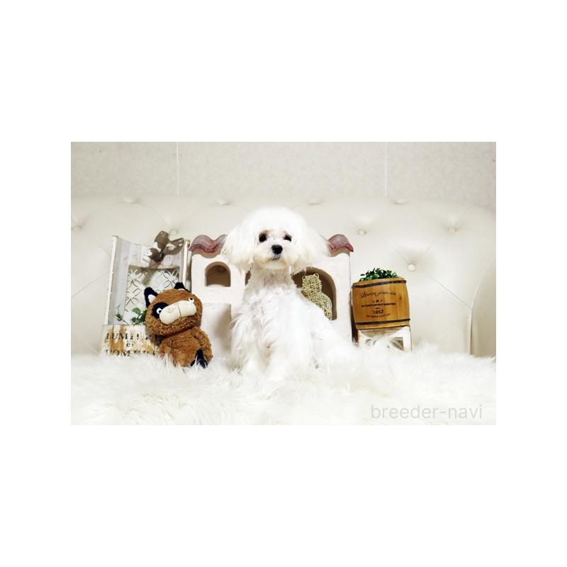 成約済の佐賀県のマルチーズ-404431の2枚目