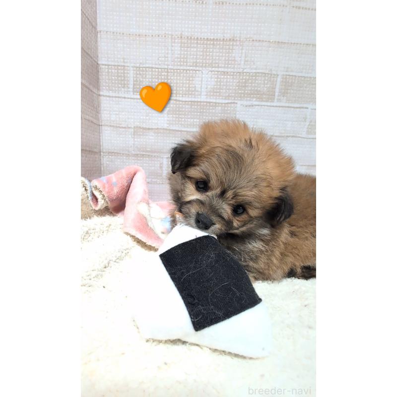 成約済の熊本県のミックス犬-440656の4枚目