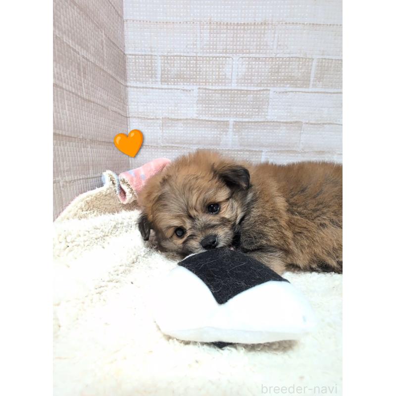 成約済の熊本県のミックス犬-440656の3枚目