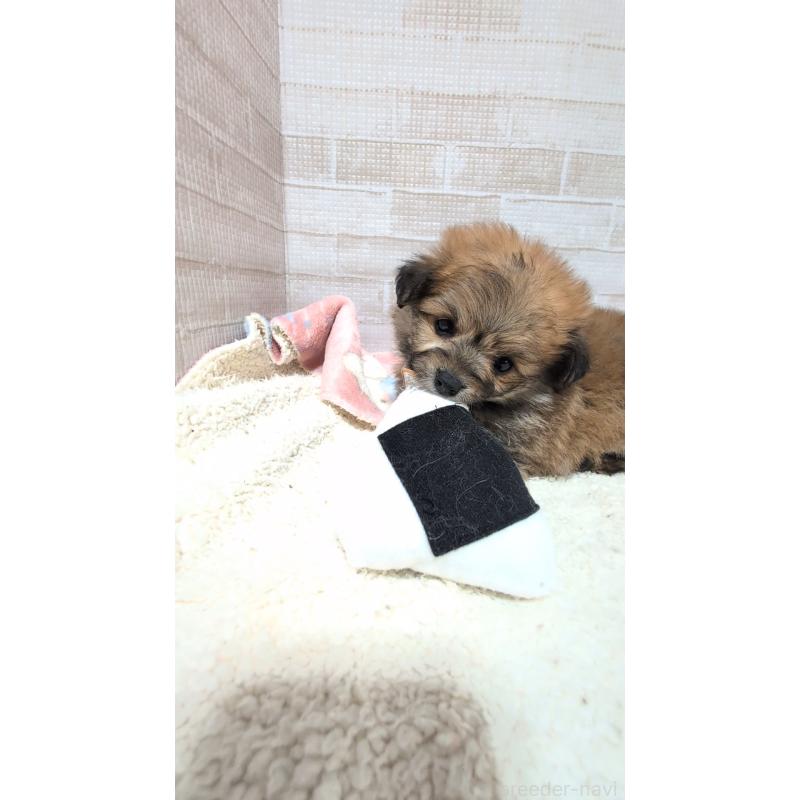 成約済の熊本県のミックス犬-440656の2枚目