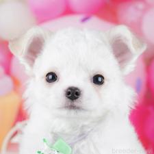 オンライン見学