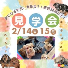 鈴木理菜ブリーダー