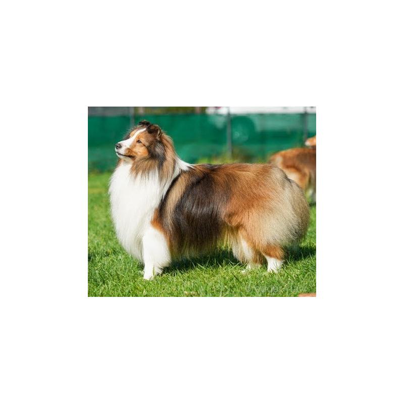 犬舎紹介の北海道の犬舎紹介-4094の2枚目