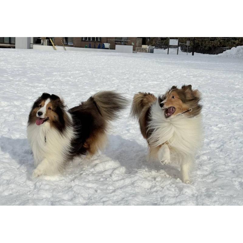 犬舎紹介の北海道の犬舎紹介-4094の3枚目