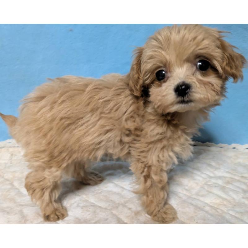 販売中の埼玉県のマルプー:マルチーズ×トイプードル-434621の14枚目