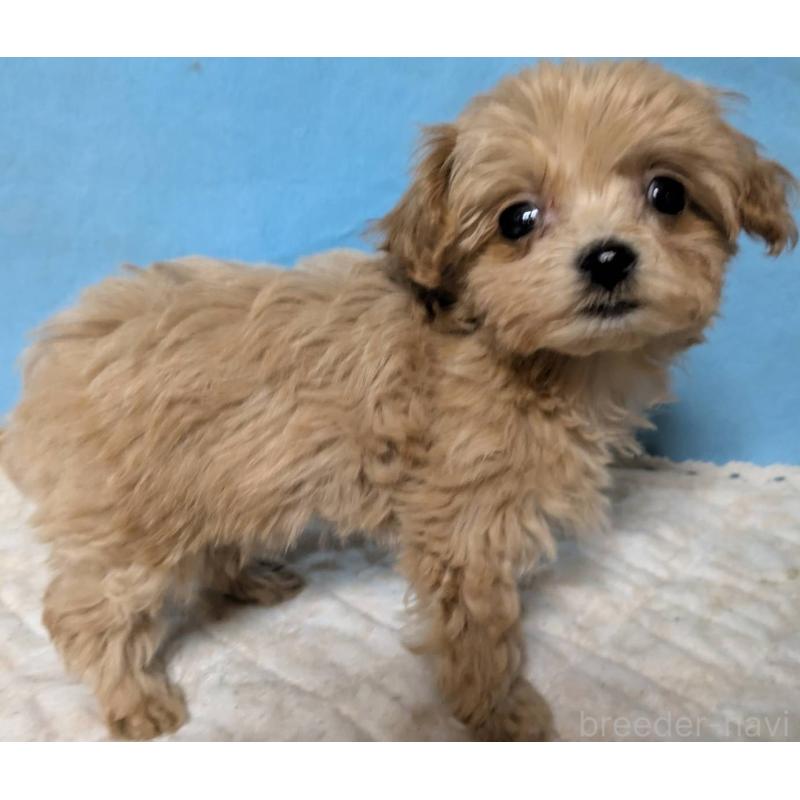 販売中の埼玉県のマルプー:マルチーズ×トイプードル-434621の13枚目