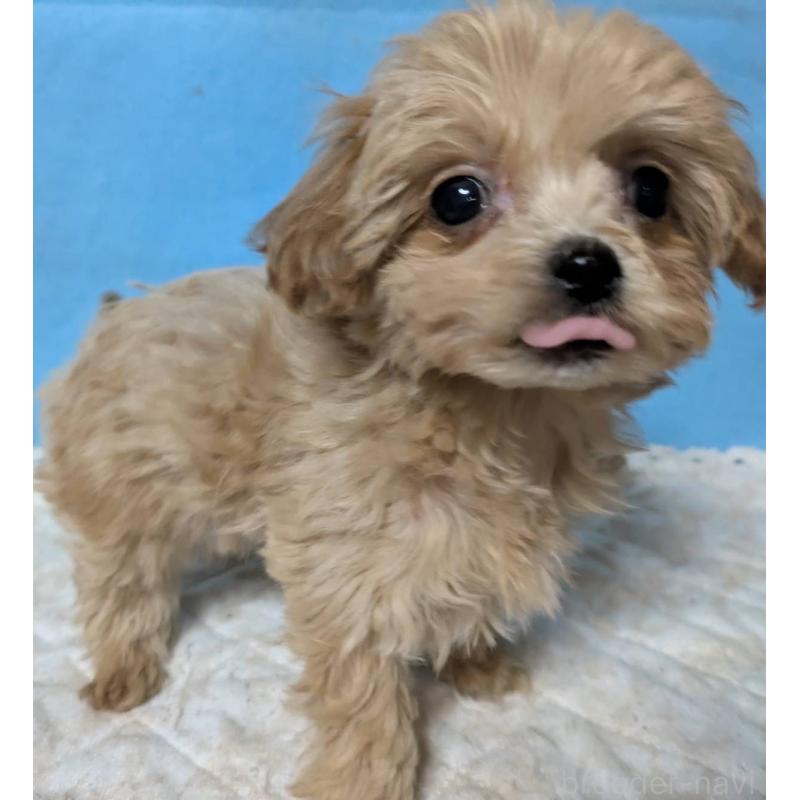 販売中の埼玉県のマルプー:マルチーズ×トイプードル-434621の12枚目