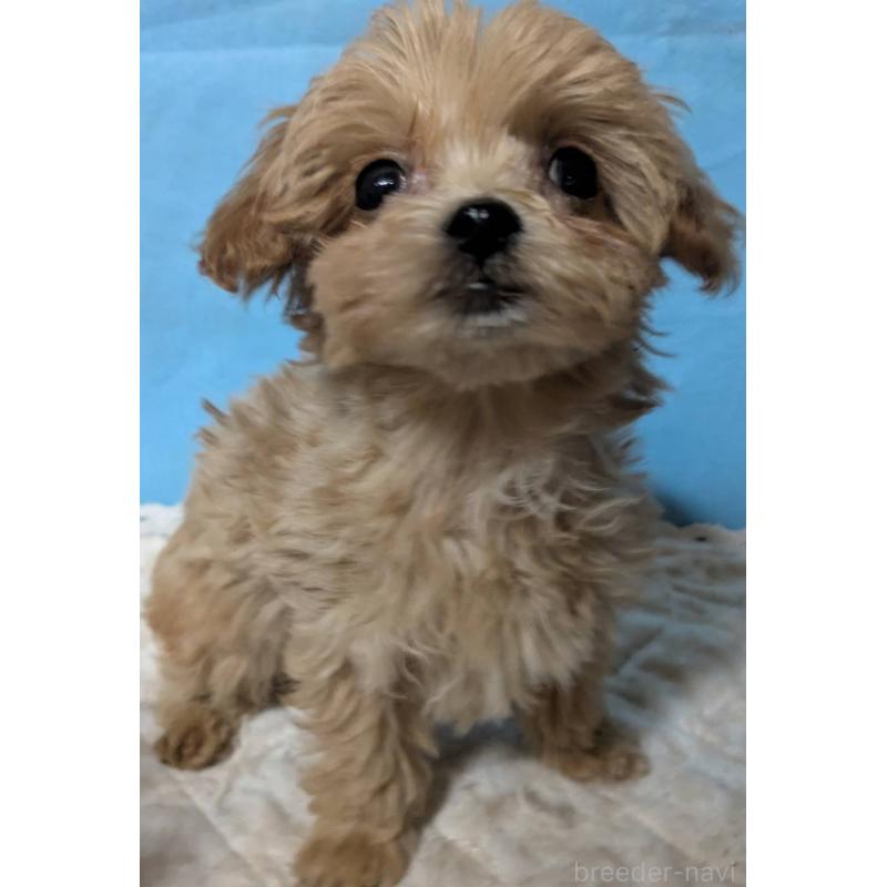 販売中の埼玉県のマルプー:マルチーズ×トイプードル-434621の11枚目