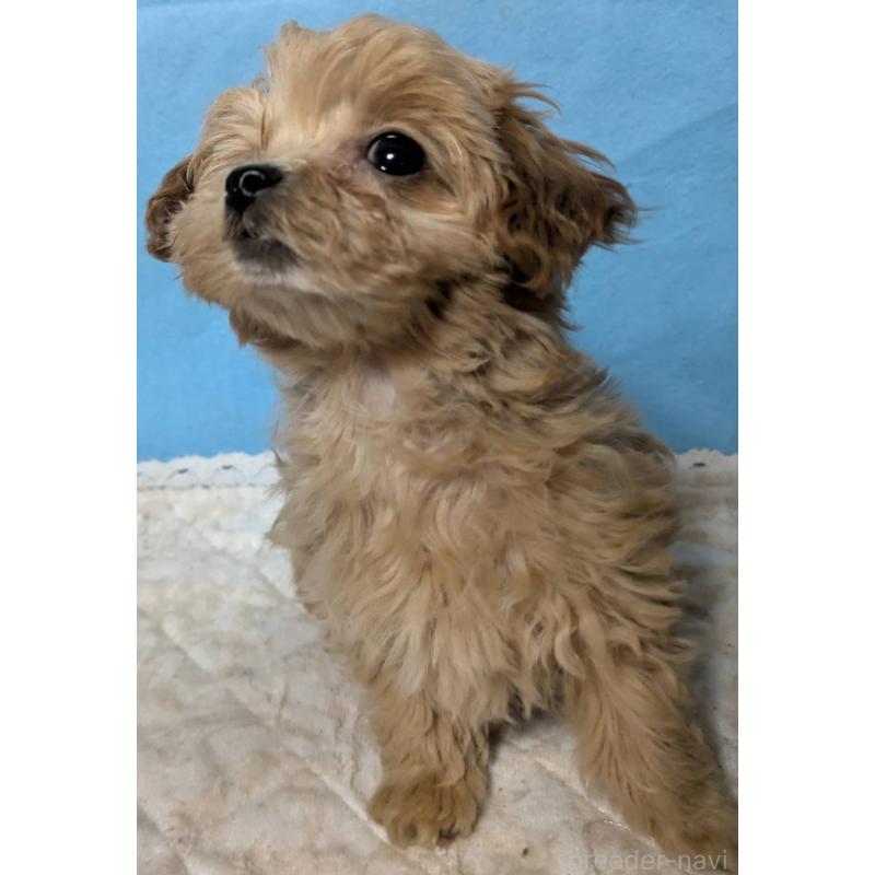 販売中の埼玉県のマルプー:マルチーズ×トイプードル-434621の10枚目