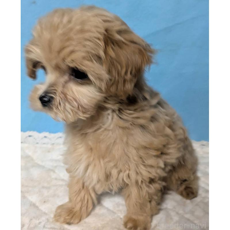 販売中の埼玉県のマルプー:マルチーズ×トイプードル-434621の9枚目