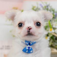 ♀︎チワワ(ロングコート)