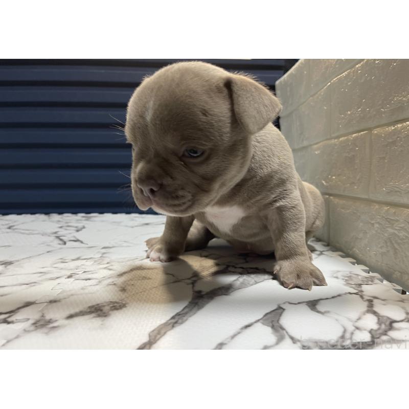 販売中の滋賀県のエキゾチックブリー-440732の3枚目