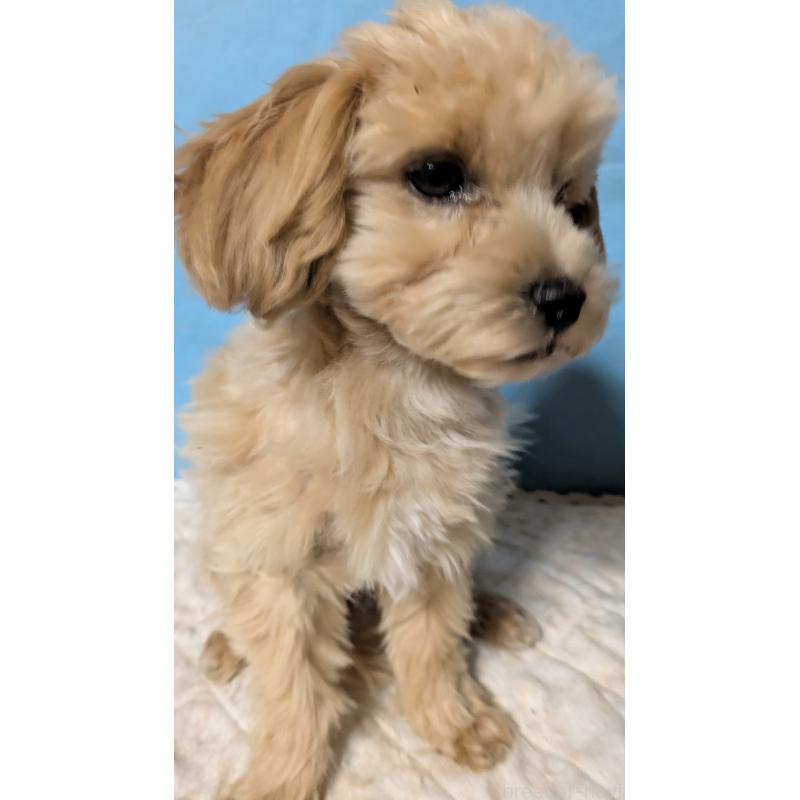 販売中の埼玉県のマルプー:マルチーズ×トイプードル-423328の25枚目