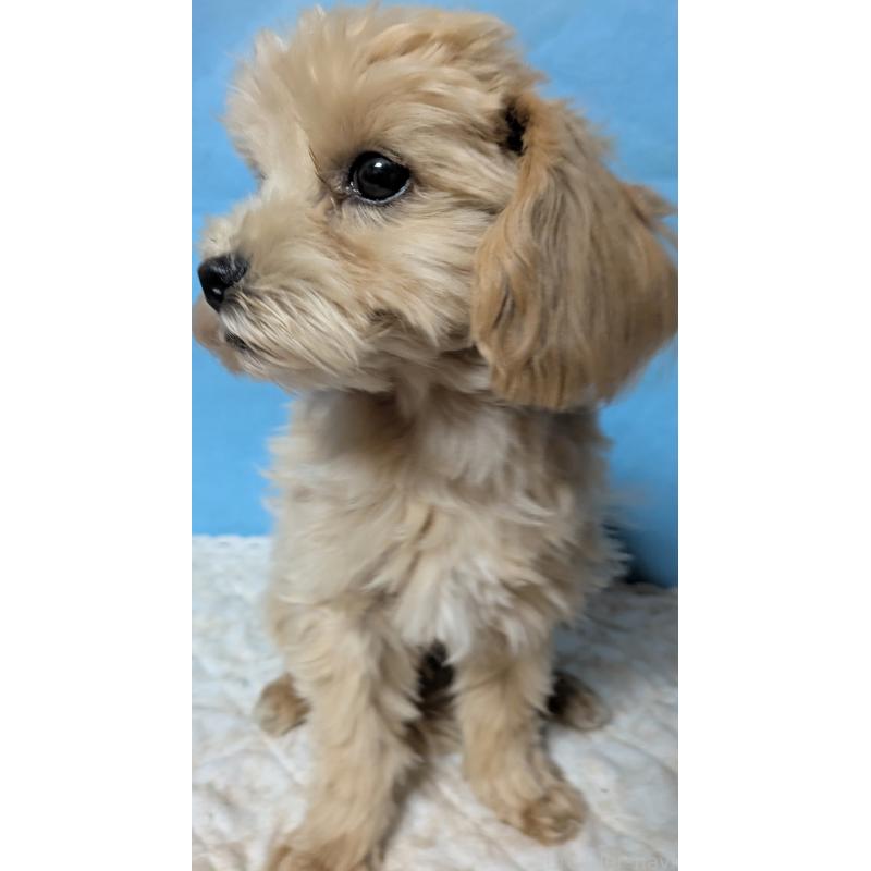 販売中の埼玉県のマルプー:マルチーズ×トイプードル-423328の24枚目