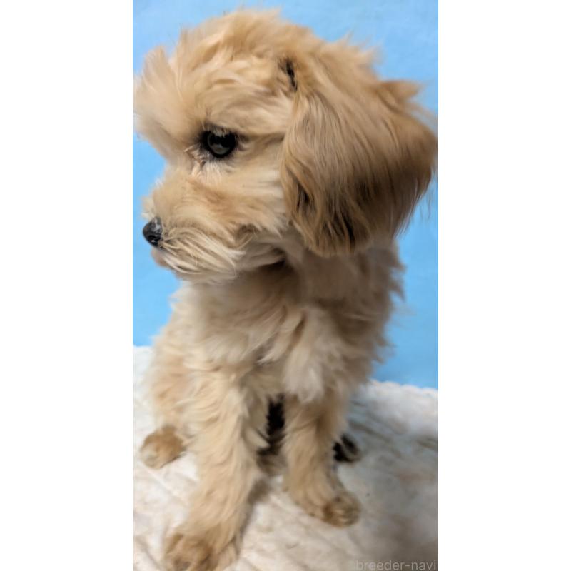 販売中の埼玉県のマルプー:マルチーズ×トイプードル-423328の23枚目