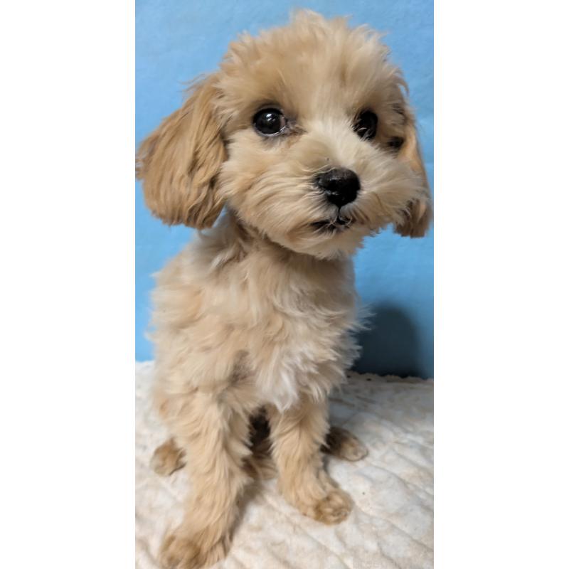 販売中の埼玉県のマルプー:マルチーズ×トイプードル-423328の22枚目