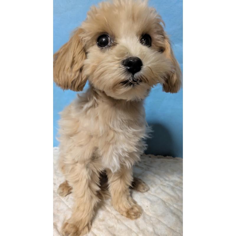 販売中の埼玉県のマルプー:マルチーズ×トイプードル-423328の21枚目