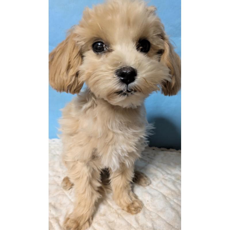 販売中の埼玉県のマルプー:マルチーズ×トイプードル-423328の20枚目