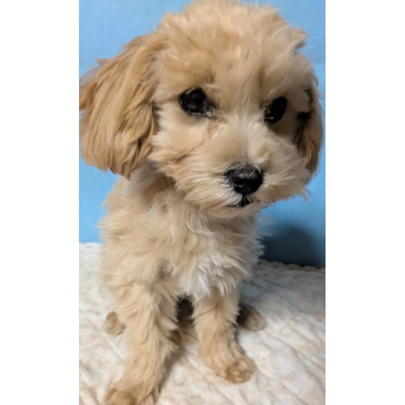 販売中の埼玉県のマルプー:マルチーズ×トイプードル-423328の18枚目