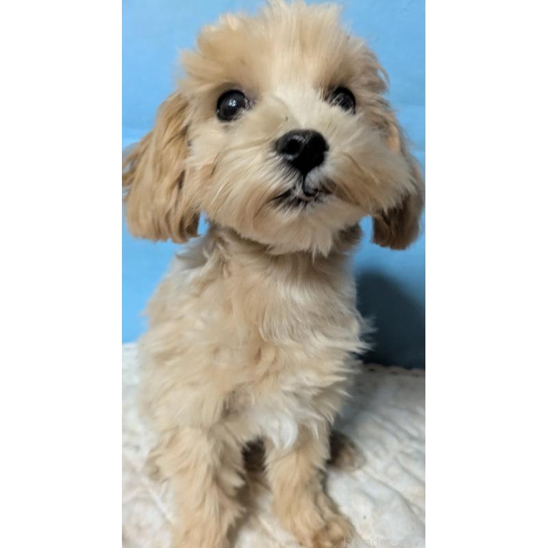 販売中の埼玉県のマルプー:マルチーズ×トイプードル-423328の17枚目