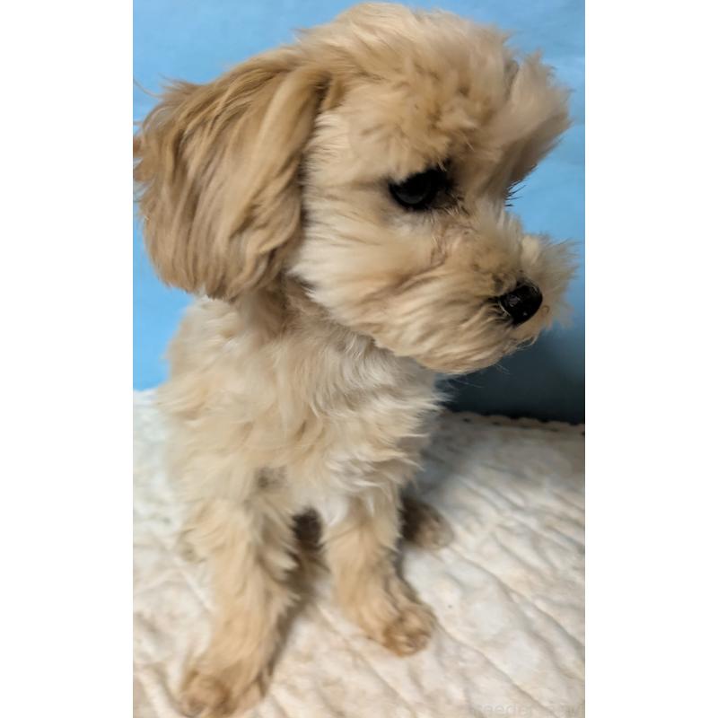 販売中の埼玉県のマルプー:マルチーズ×トイプードル-423328の16枚目