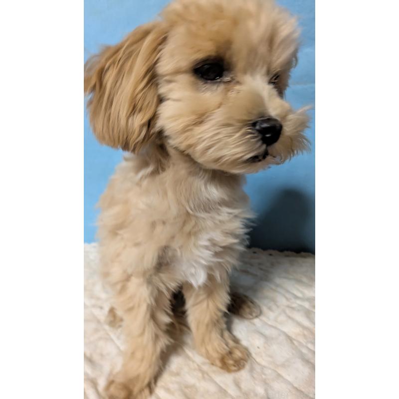 販売中の埼玉県のマルプー:マルチーズ×トイプードル-423328の15枚目