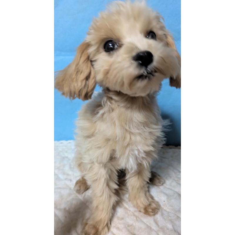 販売中の埼玉県のマルプー:マルチーズ×トイプードル-423328の14枚目