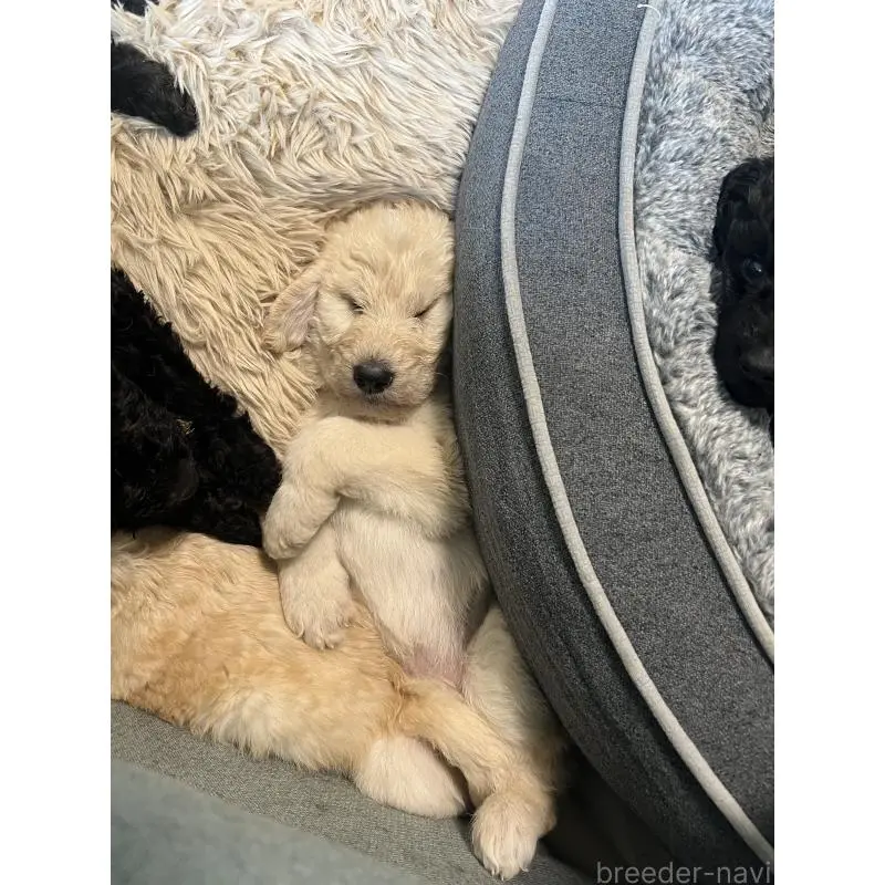 成約済の静岡県のラブラドゥードル:ラブラドールレトリーバー×プードル-445335の2枚目