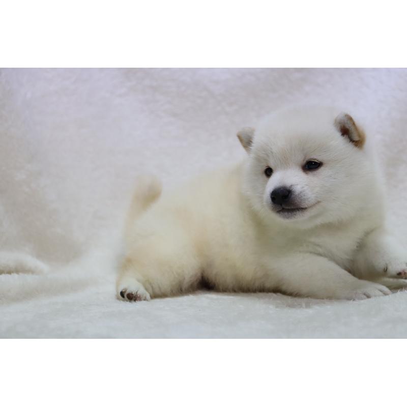 販売中の滋賀県の柴犬-443214の6枚目