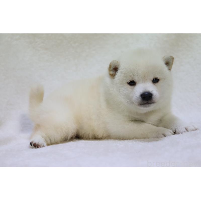 販売中の滋賀県の柴犬-443214の5枚目