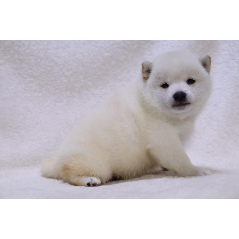 販売中の滋賀県の柴犬-443214の4枚目