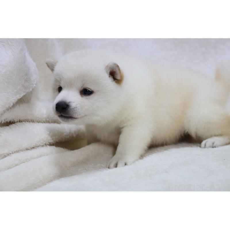 販売中の滋賀県の柴犬-443214の3枚目