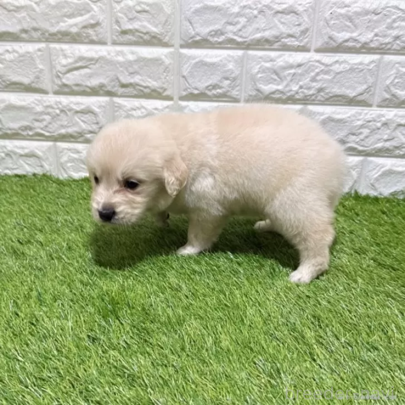 成約済の愛知県のゴールデンレトリーバー-444462の5枚目