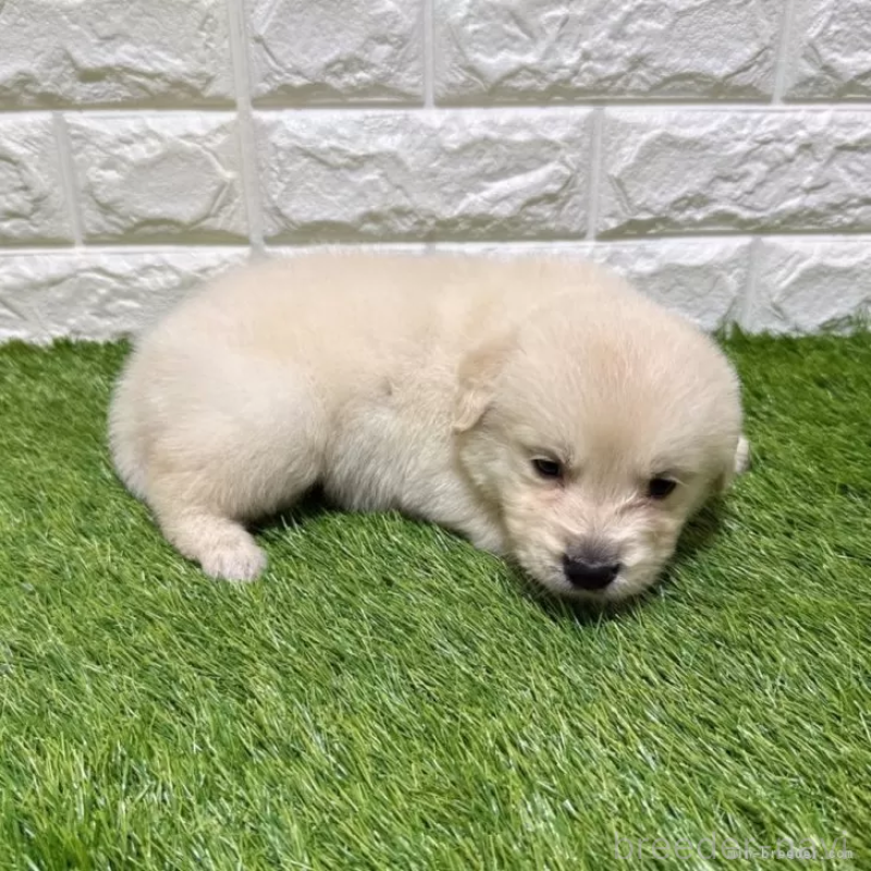 成約済の愛知県のゴールデンレトリーバー-444462の4枚目