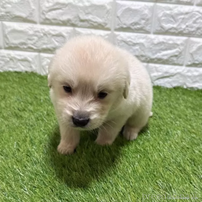 成約済の愛知県のゴールデンレトリーバー-444462の3枚目