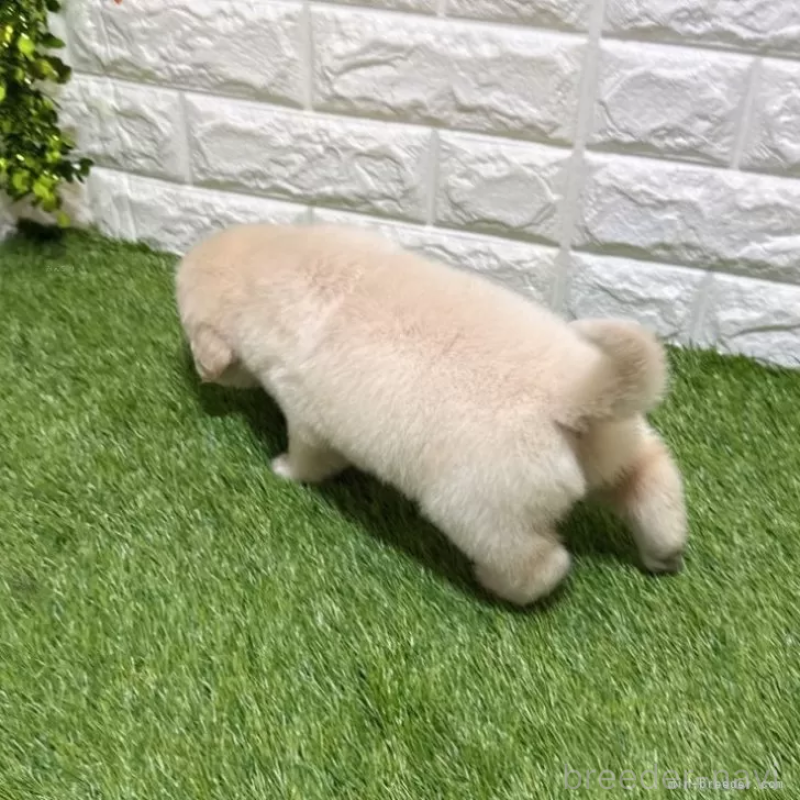 成約済の愛知県のゴールデンレトリーバー-444462の2枚目