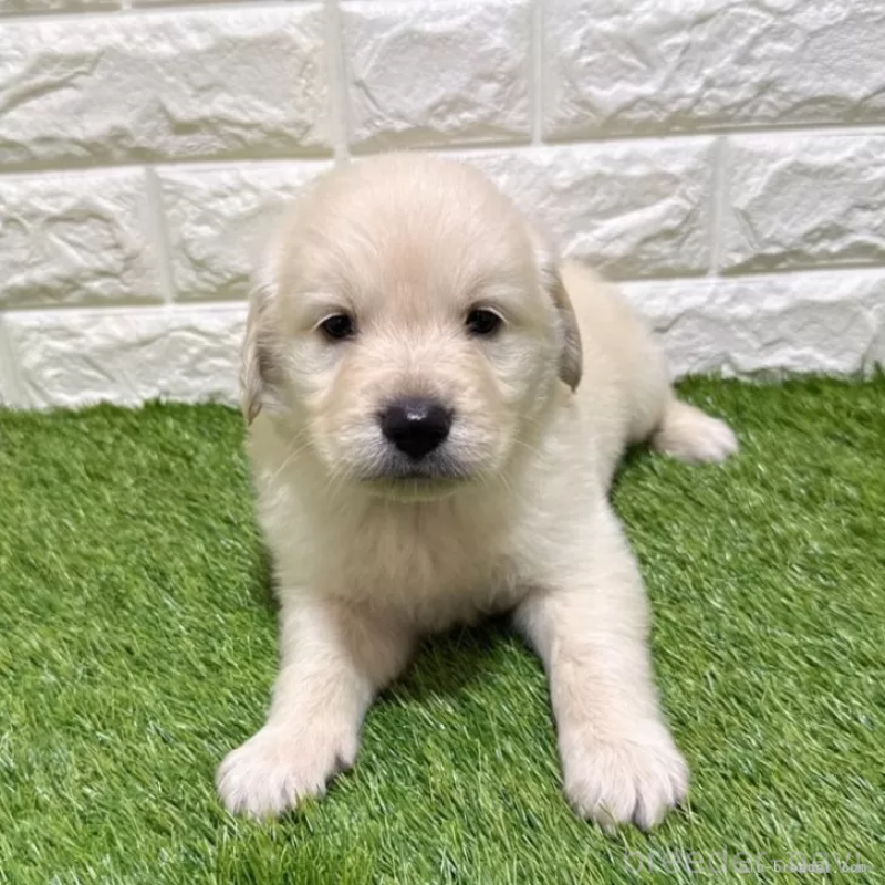 ♂︎ゴールデンレトリーバー