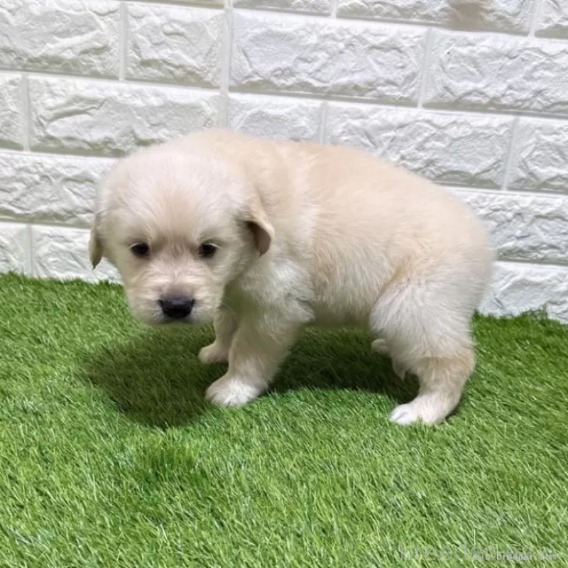 成約済の愛知県のゴールデンレトリーバー-444452の4枚目