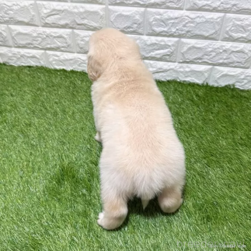 成約済の愛知県のゴールデンレトリーバー-444452の2枚目