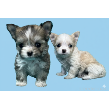 ♀︎チワマル:チワワ×マルチーズ