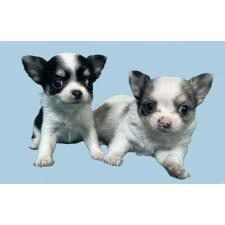 ♀︎チワワ(ロングコート)