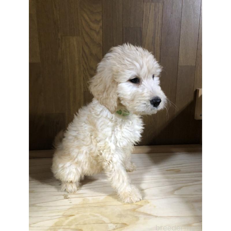 成約済の兵庫県のゴールデンドゥードル:ゴールデンレトリーバー×プードル-444204の11枚目