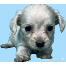 ♀︎チワックス:チワワ×ミニチュアダックスフンド