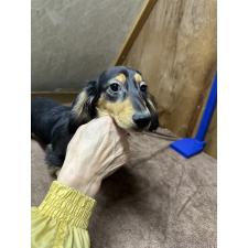 ♀︎ミニチュアダックスフンド(ロングヘアード)