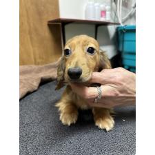 ♀︎ミニチュアダックスフンド(ロングヘアード)