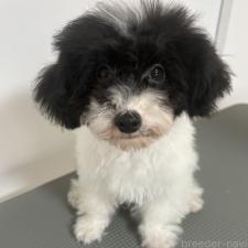 ♀︎タイニープードル