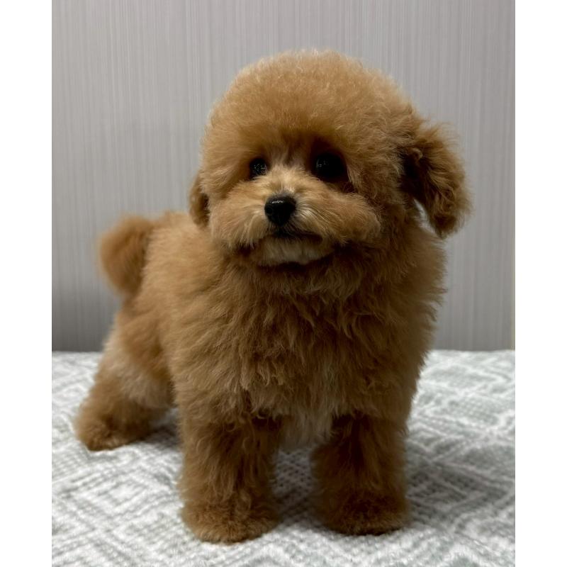 成約済の東京都のトイプードル-430703の4枚目