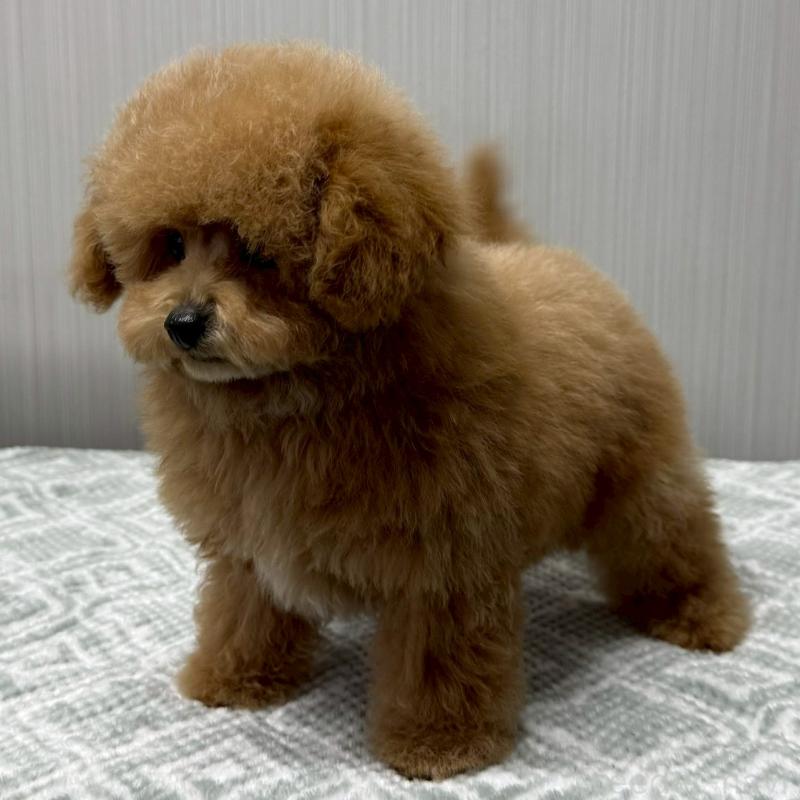 成約済の東京都のトイプードル-430703の2枚目