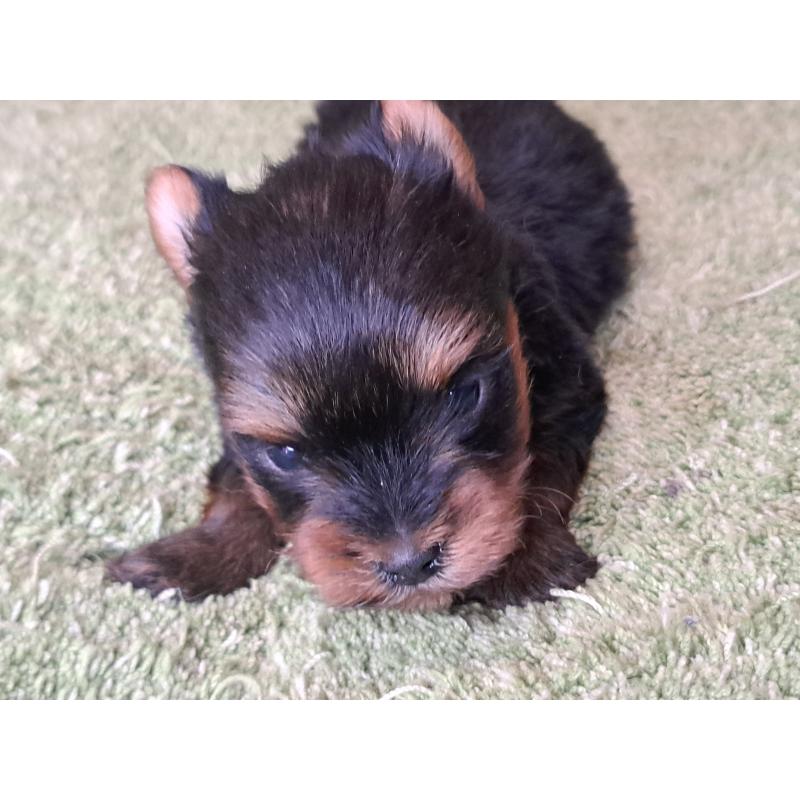 成約済の愛知県のヨークシャーテリア-443110の10枚目